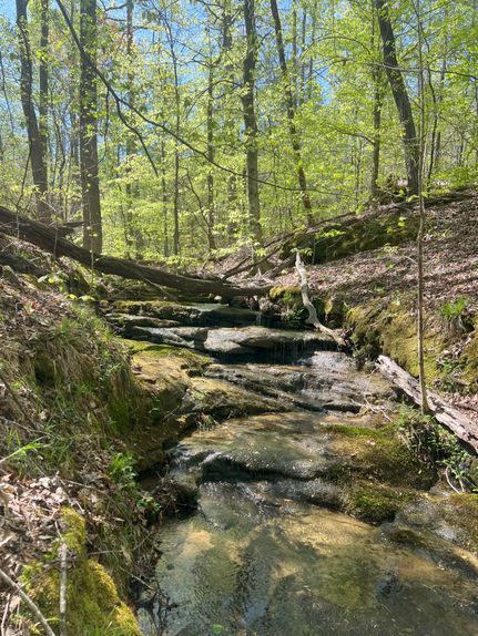 Timberland Property for sale in Lawrence County, Alabama