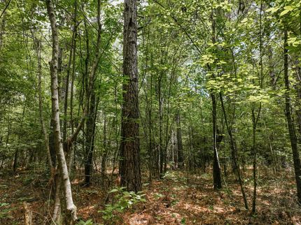 Land for sale in Drew County, Arkansas