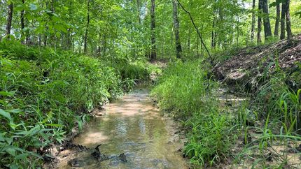 Undeveloped Land in Taliaferro County, Georgia