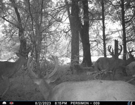 Farm and Ranch in Pope County, Illinois