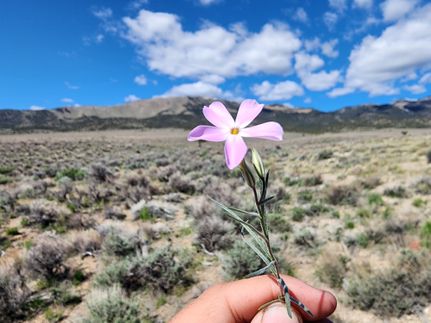 Undeveloped Land for sale in Elko County, Nevada