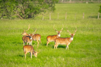 Farm and Ranch for sale in McCulloch County, Texas