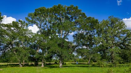 Farm and Ranch for sale in Bastrop County, Texas