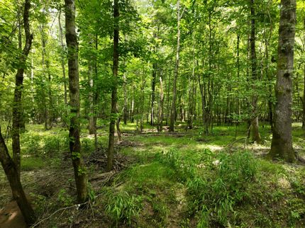Timberland Property for sale in Clark County, Arkansas