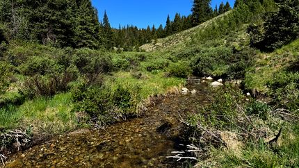 Timberland Property for sale in Gunnison County, Colorado