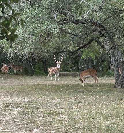 Farm and Ranch for sale in Bee County, Texas