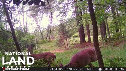 Undeveloped Land in Sussex County, Delaware