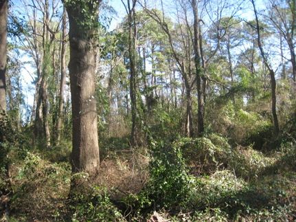Riverfront Property for sale in Bowie County, Texas