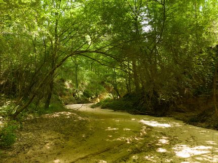 Land for sale in West Feliciana Parish, Louisiana