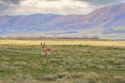 Horse Property for sale in Albany County, Wyoming