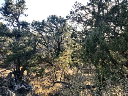 Land for sale in Alamosa County, Colorado