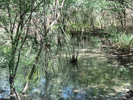 Hunting Property in Duval County, Texas