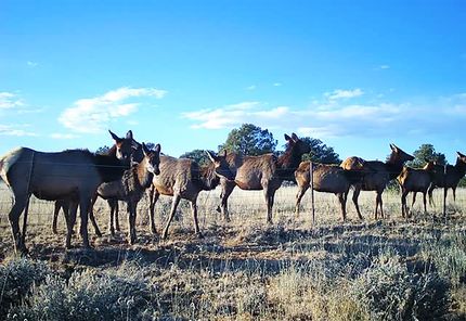 Hunting Property for sale in McKinley County, New Mexico