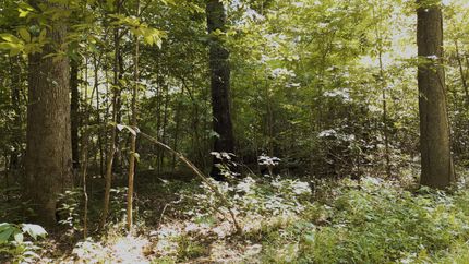 Land for sale in Henderson County, Tennessee