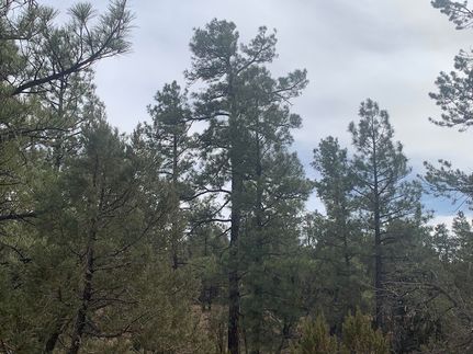 Undeveloped Land for sale in Coconino County, Arizona