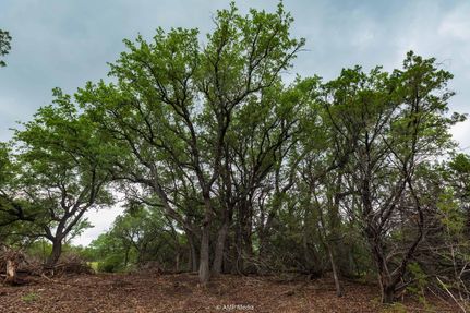 Land for sale in Taylor County, Texas