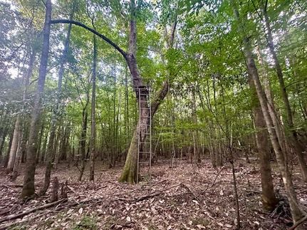 Timberland Property for sale in Crenshaw County, Alabama