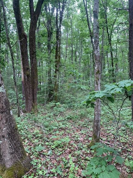 Timberland Property for sale in York County, Maine