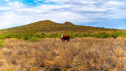 Recreational Property for sale in Cochise County, Arizona