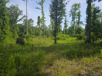 Timberland Property for sale in Wilkinson County, Mississippi