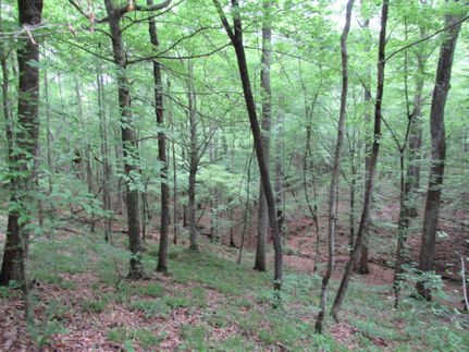 Timberland Property for sale in Winston County, Alabama