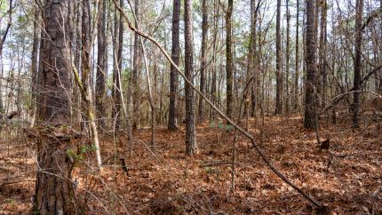 Land for sale in Shelby County, Alabama