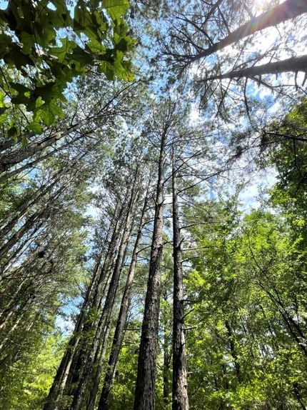 Timberland Property for sale in Wilkes County, Georgia