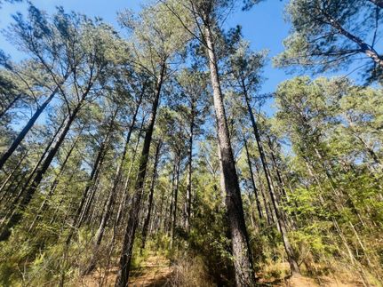 Timberland Property for sale in Dooly County, Georgia