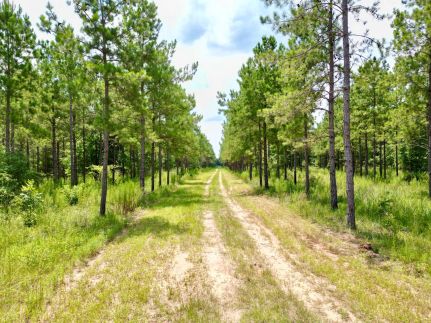 Timberland Property for sale in Randolph County, Georgia