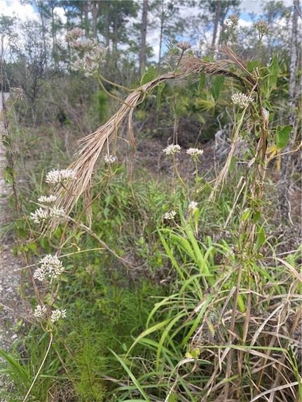 Homesite for sale in Collier County, Florida