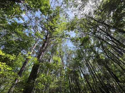Timberland Property for sale in Prentiss County, Mississippi