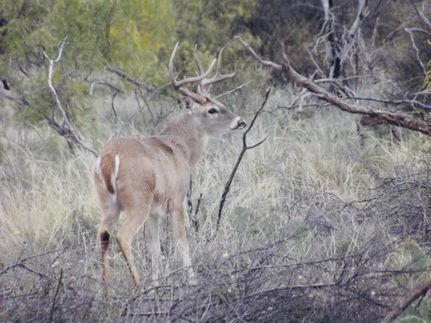 Farm and Ranch for sale in Tom Green County, Texas