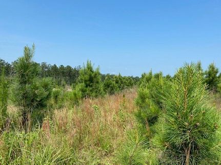 Timberland Property for sale in Cherokee County, Texas