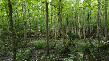 Farm and Ranch for sale in Colleton County, South Carolina