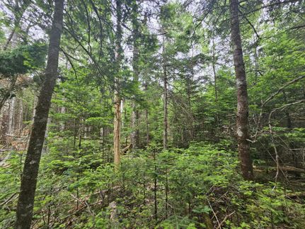 Timberland Property for sale in Washington County, Maine