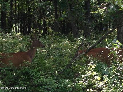 Undeveloped Land for sale in Monroe County, Pennsylvania