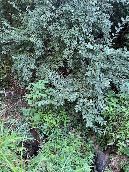Timberland Property for sale in Knox County, Kentucky