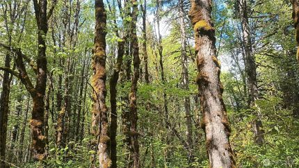Farm and Ranch for sale in Lewis County, Washington