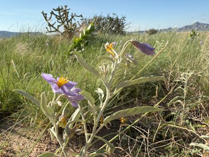 Timberland Property in Valencia County, New Mexico