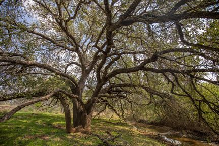 Farm and Ranch for sale in Atascosa County, Texas