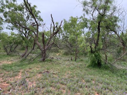 Farm and Ranch for sale in Coke County, Texas
