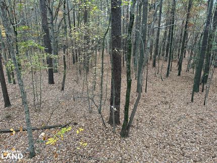 Undeveloped Land in Accomack County, Virginia
