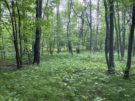 Timberland Property for sale in Burnett County, Wisconsin