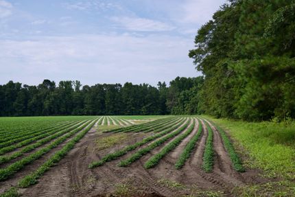 Farm and Ranch for sale in Hampton County, South Carolina