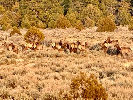 Undeveloped Land for sale in Rio Arriba County, New Mexico