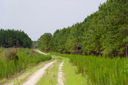 Timberland Property for sale in Barnwell County, South Carolina