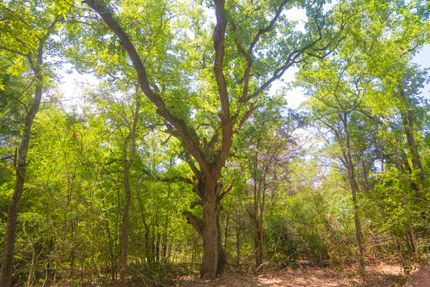 Farm and Ranch for sale in Robertson County, Texas