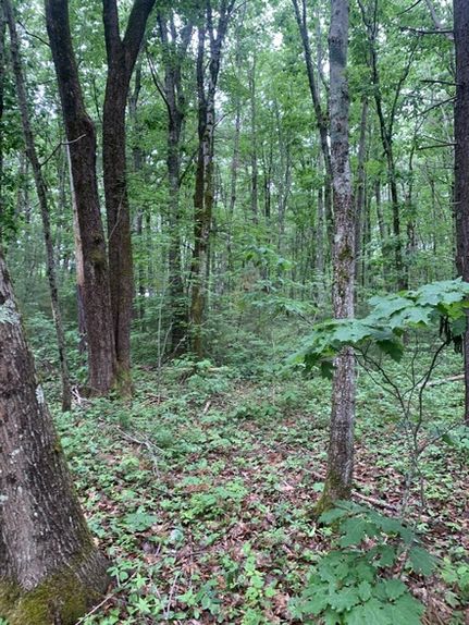 Timberland Property for sale in York County, Maine
