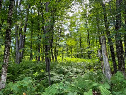 Farm and Ranch for sale in Lewis County, New York