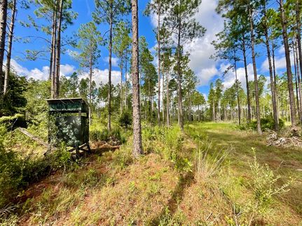 Undeveloped Land for sale in Gilchrist County, Florida